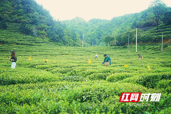 湖南祁东县：脱贫户家门口就业 谷雨前忙采茶