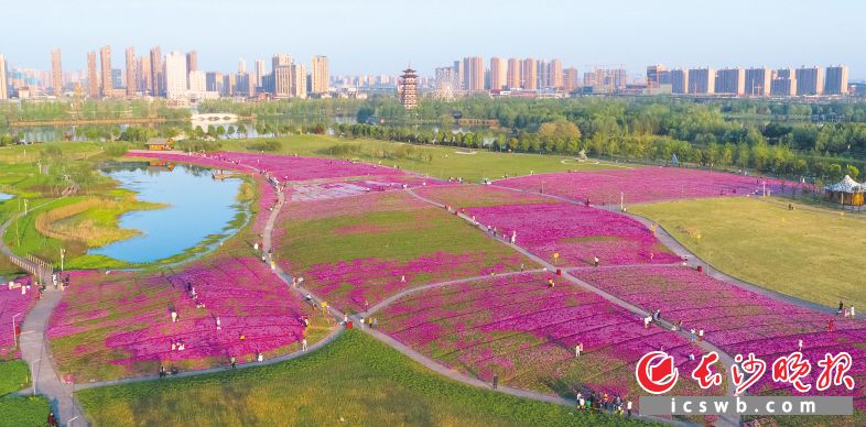 　　洋湖湿地公园西北方向的体育公园里，百亩芝樱花盛放，市民游客陶醉在满园春色里。长沙晚报全媒体记者 黄启晴 摄