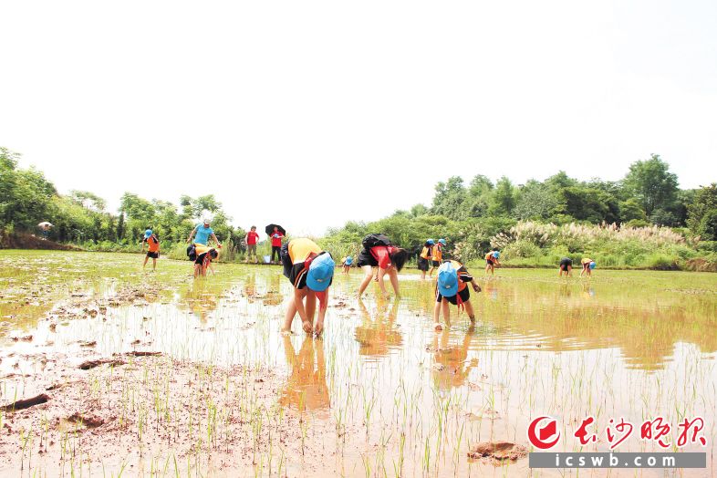 　　砂子塘吉联小学亲子水稻田里，学生正在进行插秧活动。