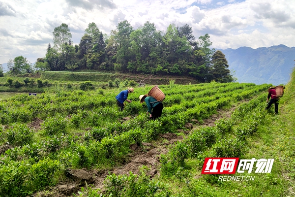 茶叶种植基地_看图王.jpg