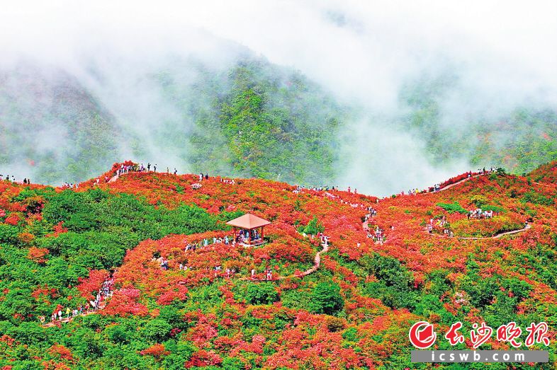 　　今年杜鹃花节，大围山邀您来红色花海同唱红色歌曲。大围山国家森林公园供图