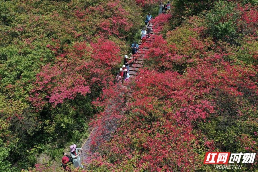 大圍山國家森林公園十萬畝原生態野生杜鵑花開得樸實而熱烈,燦若雲霞