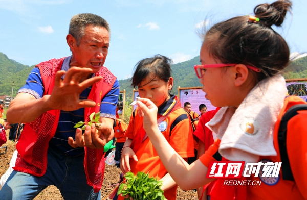 新邵县青少年校外活动中心：农耕体验实践活动让孩子学在路上_邵商网