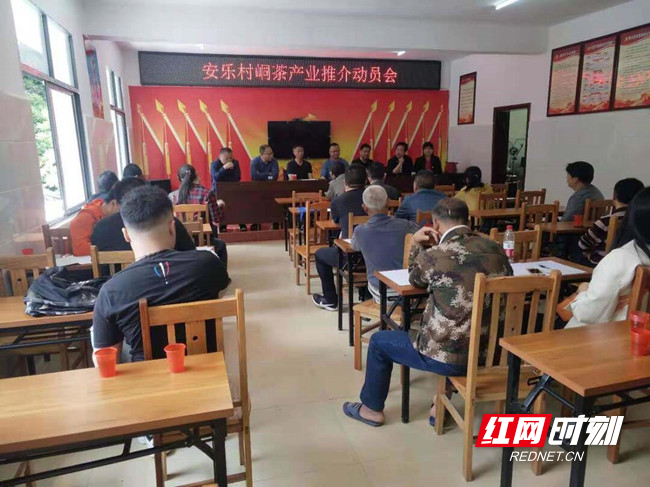 城步工业集中区深入村寨推介峒茶产业_邵阳头条网