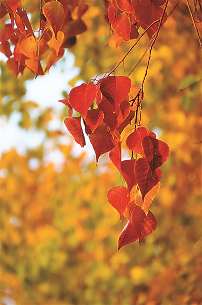 乌桕赤于枫 园林九月中