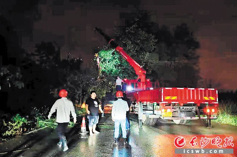 长沙高新区雷锋街道多部门及时处置倒塌的大树。长沙晚报通讯员 曾红雨 供图