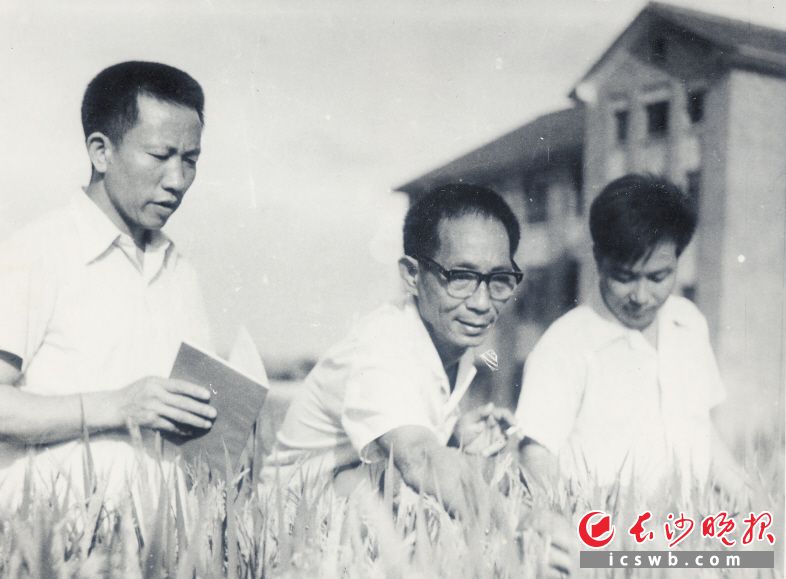 　　杂交水稻早期研究期间，袁隆平（中）与助手尹华奇（左）、李必湖（右）在安江农校试验田。湖南杂交水稻研究中心 供图