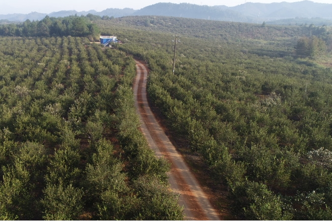 长沙油茶高产示范基地。均为资料图片