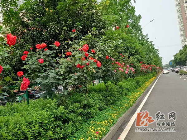 图片1冷水滩区环卫和园林中心：绿化美化  刷新城市“颜值”_副本.png