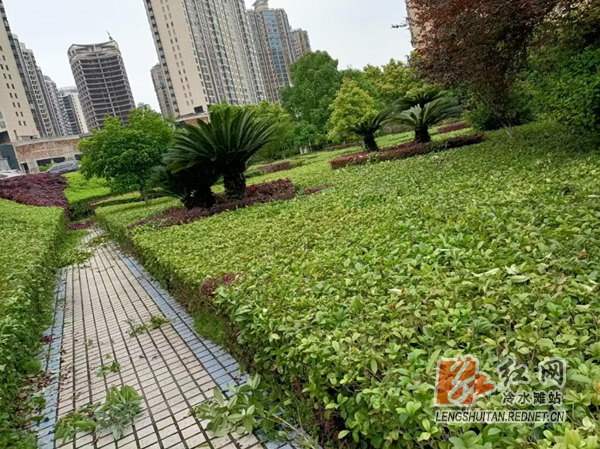 冷水滩区环卫和园林中心：绿化美化  刷新城市“颜值”_副本.png