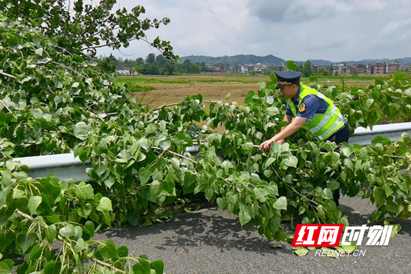 路管员对倾倒树枝进行清理。.jpg