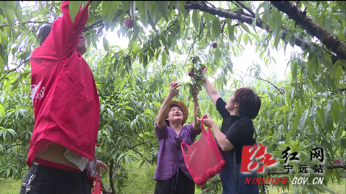 宁远：生态采摘热助力乡村振兴“2快步走”_副本500.jpg