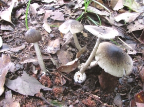 湖南发布首个野生蘑菇中毒风险地图 9地被列为高风险地区