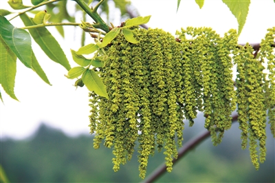 林业产业 正文薄壳山核桃作为集经济,生态和社会效益于一体的树种,其