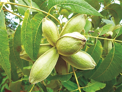薄壳山核桃:木本油料"新贵"