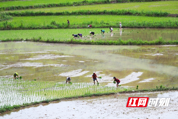 湖南新田：灾后改种田间忙02.jpg