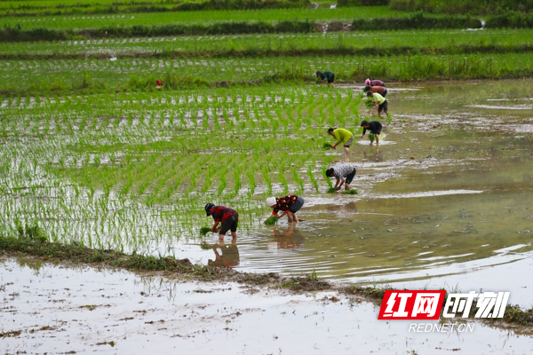 湖南新田：灾后改种田间忙05.jpg