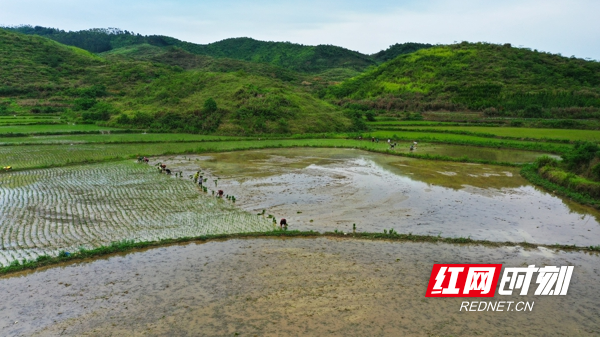 湖南新田：灾后改种田间忙10.jpg