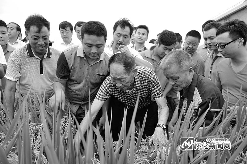 005：2014年8月11日，袁隆平在溆浦县考察超级杂交稻第四期目标亩产千公斤攻关片的水稻生长情况。