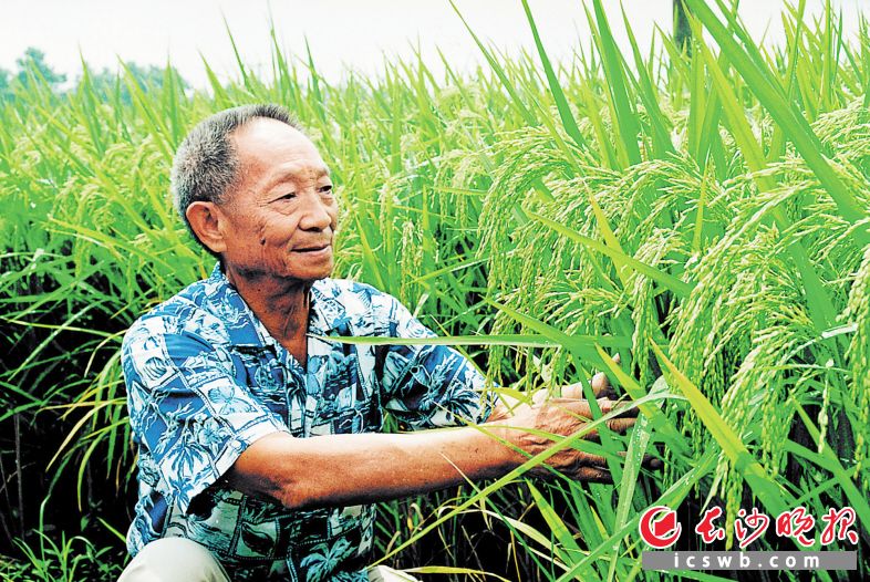 　　袁隆平在洞庭湖“魔稻”试验田间查看水稻长势。 长沙晚报资料图片