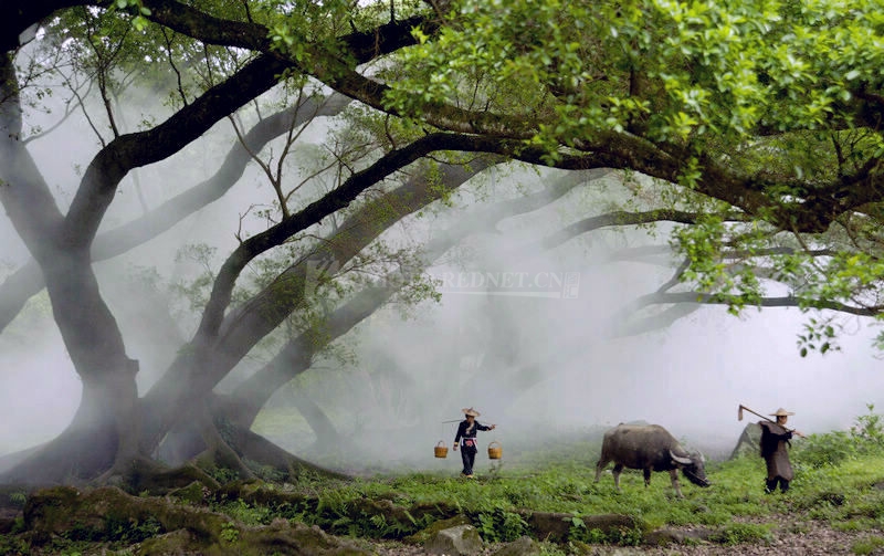 杨柳依依6287--.jpg 杨柳依依6287--.jpg