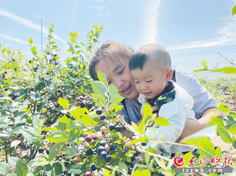 　　游客带着孩子在坝塘镇蓝美谷的蓝莓基地采摘蓝莓。 长沙晚报全媒体记者 聂映荣 摄