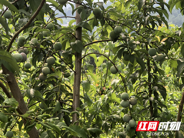 微信图片_20210609093912_副本_副本.jpg