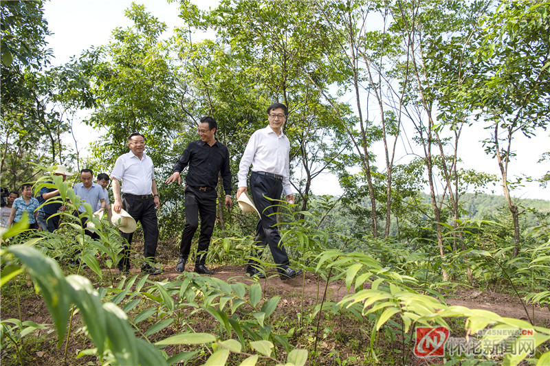 孙达一行考察湖南特昌农业黄精、石斛示范基地。