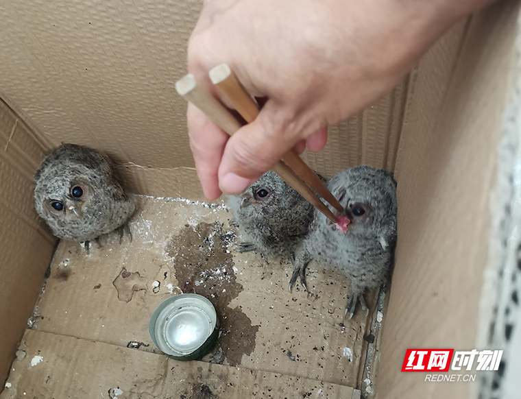 三隻貓頭鷹雛鳥落難企地攜手救助毛茸茸