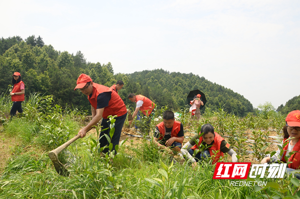 与当地村民一起拔草施肥.jpg