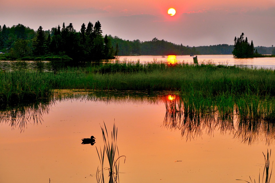 duck-5440576_960_720.jpg duck-5440576_960_720.jpg