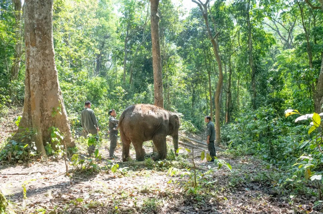 云南西双版纳国家级自然保护区勐养片区，2015年被救助的“网红”亚洲象“羊妞”在中国亚洲象种群繁育及救助中心工作人员“象爸爸”陪同下参加野化放归训练。徐谭摄/光明图片
