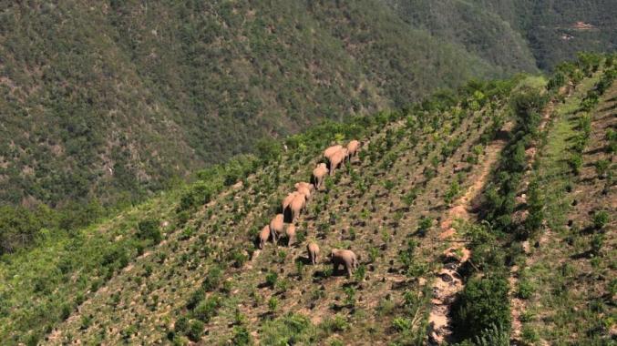 行走在农田里的象群。陈飞摄/光明图片