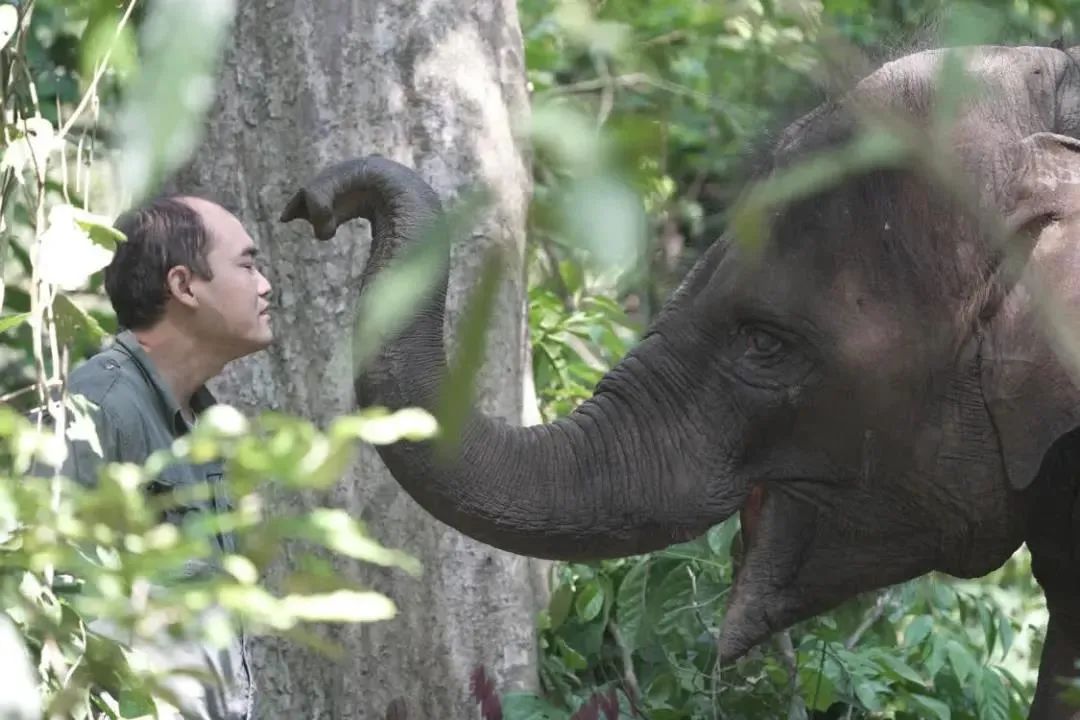 在“象爸爸”的陪同下，2015年被救助的大象“羊妞”正在进行野化放归训练。徐谭摄/光明图片