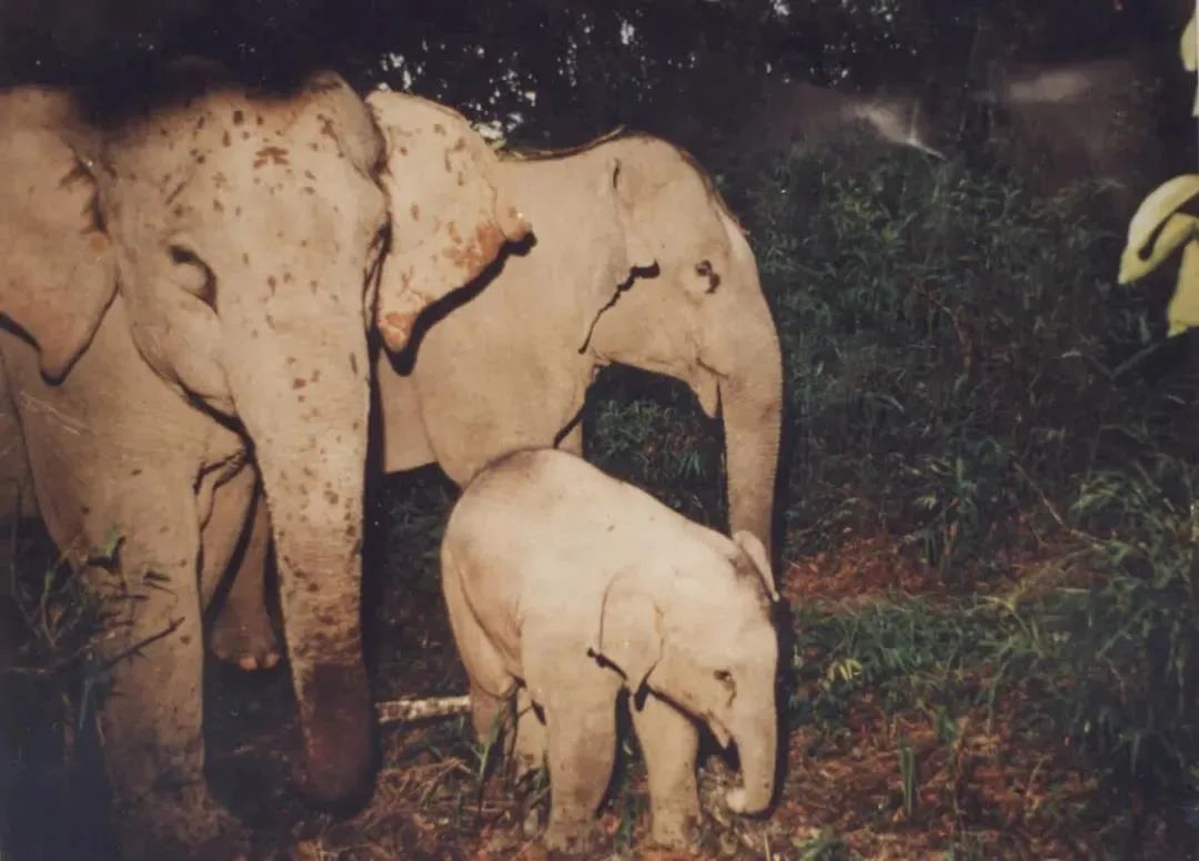1993年，英国摄影师在西双版纳利用“陷阱摄影”技术拍摄到三头群象的清晰照片。西双版纳国家级自然保护区管护局供图