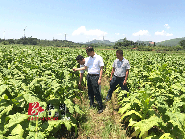 现场指导烤烟种植管护.gif