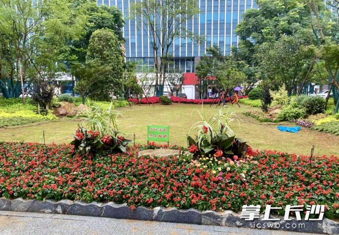 湘江中路凯乐国际城前，开福区园林部门增花添彩，打造道路沿线景观节点。长沙晚报通讯员 王岳新 供图