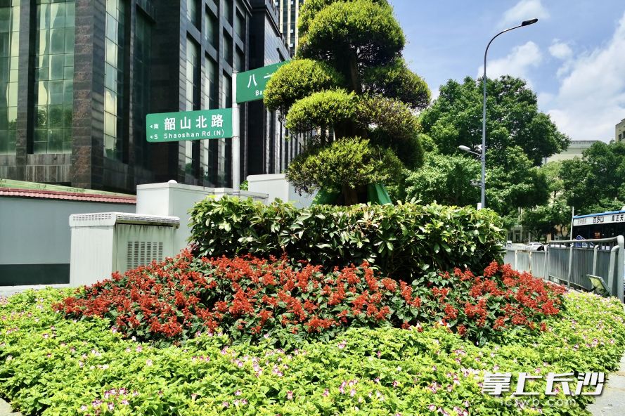 韶山北路与八一路交会处，芙蓉区园林部门打造绿化节点。长沙晚报通讯员 尹振声 供图