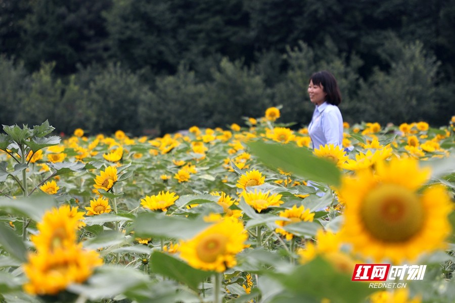 湖南省植物园正式更名 “夏之恋”花展来了