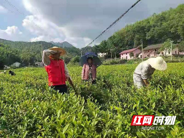 浏阳“电雷锋”“锄”力乡村振兴：一个电话我们就来