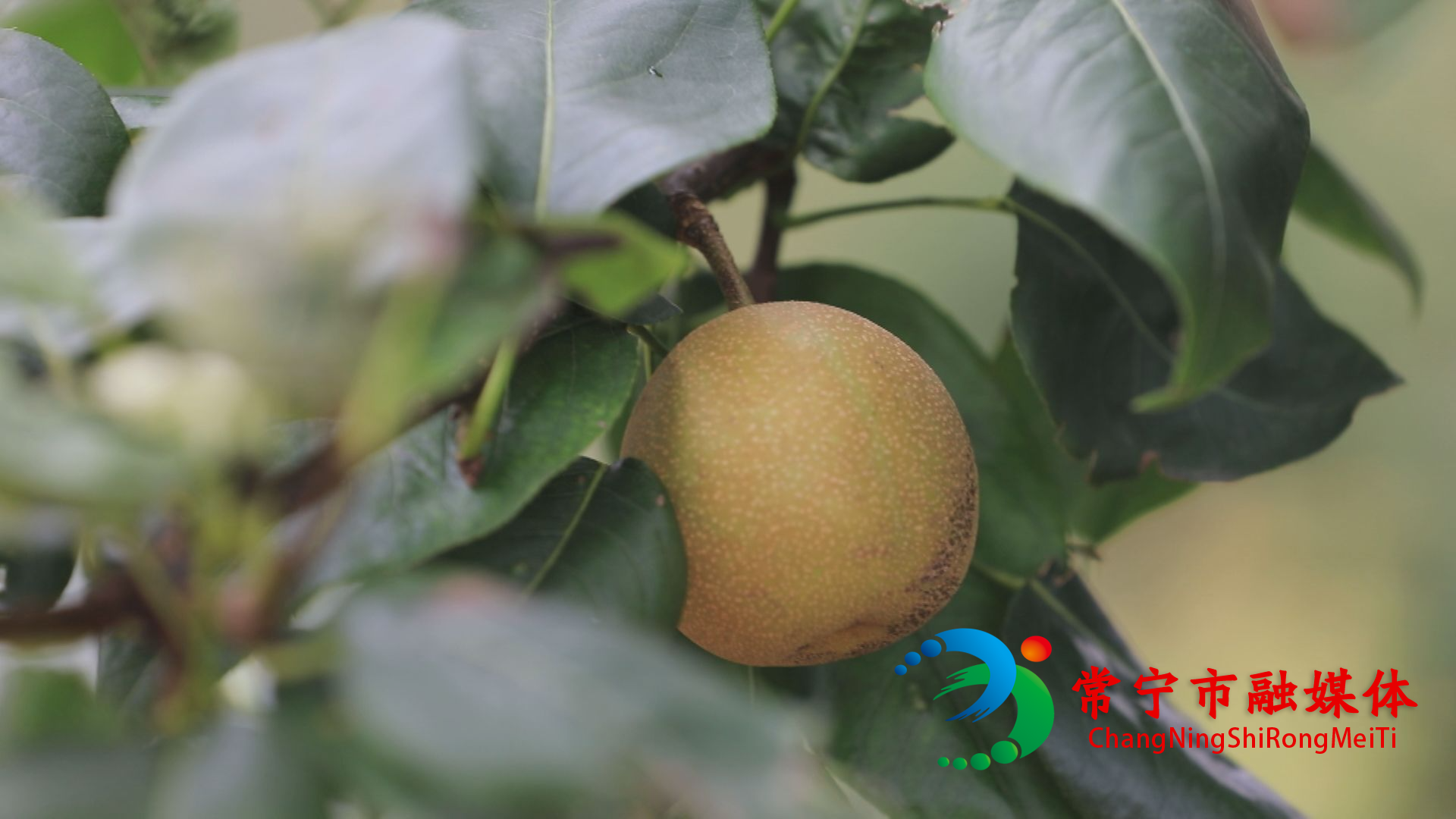 梨子1.jpg 梨子1.jpg