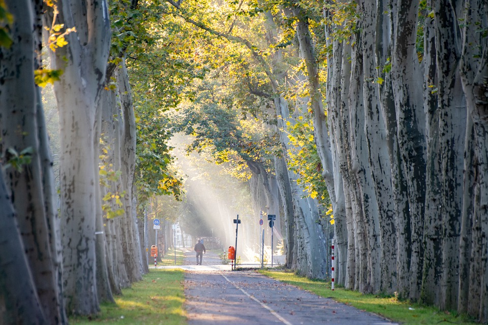 trees-5649853_960_720.jpg trees-5649853_960_720.jpg