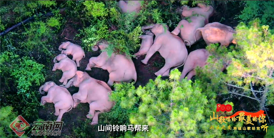 MV丨“声”情告白，云南各族儿女“唱支山歌给党听”