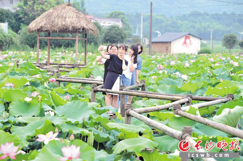 　　望城茶亭镇九峰山村荷花盛开，扮靓美丽宜居村庄，游客们争相来打卡。 长沙晚报全媒体记者 贺文兵  摄