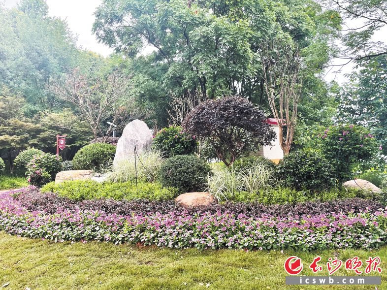 　　拆除秋岛门楼、多余生产用房后的空地被改造成3处花径组景。  唐朝昭 摄