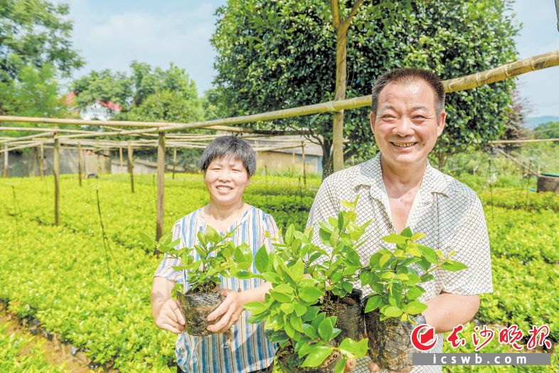 　　雨花区跳马镇，村民大力发展苗木种植，日子越过越红火。长沙晚报全媒体记者 陈飞 摄（资料图片）