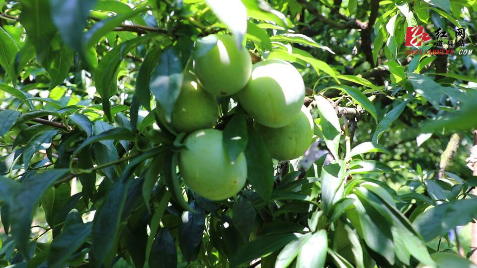 道县:七月奈李喜丰收