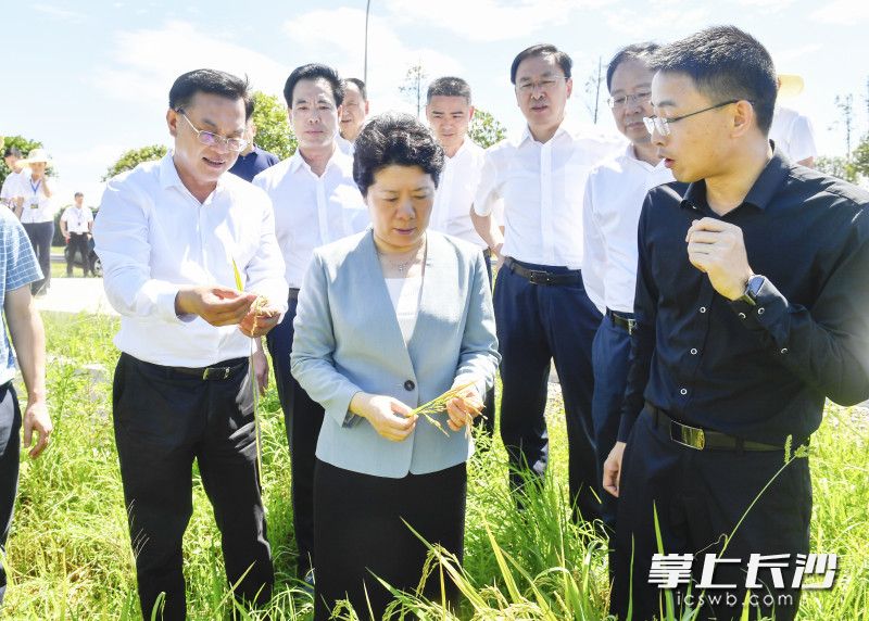 7月8日上午，省委常委、市委书记吴桂英在长沙县春华镇万亩粮食生产基地调研。长沙晚报全媒体记者 余劭劼 摄