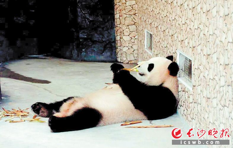 　　夏日炎炎，长沙生态动物园的大熊猫躺在地上边吹空调边享受美食。长沙晚报全媒体记者 贺文兵 摄