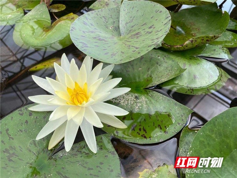 组图丨广昌白莲花开正当时 湖南频道